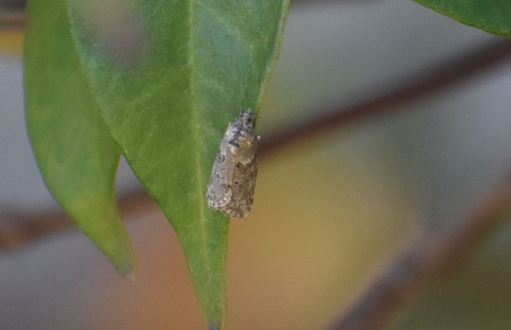 Falena da identificare